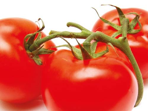 jabuka gurmanskog raja