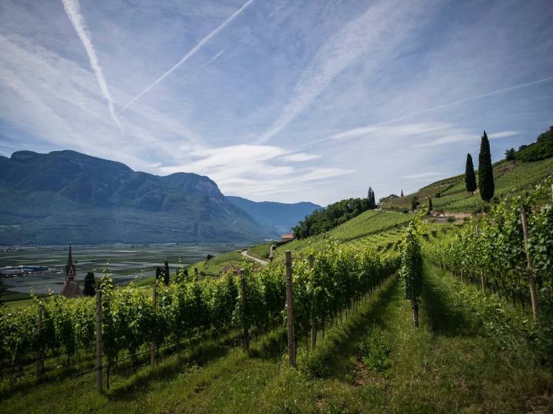 španija i italija ostaju bez vinograda do 2100 