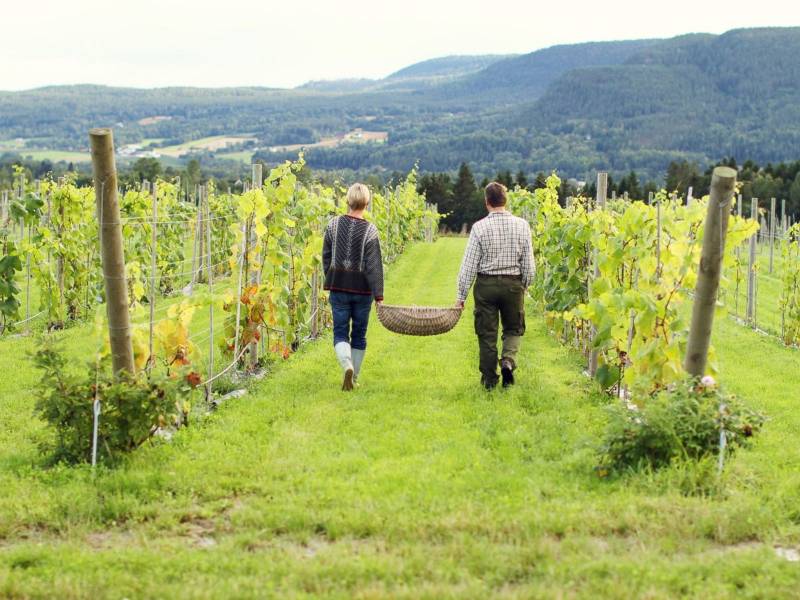 vinograd u norveškoj je najseverniji na planeti 