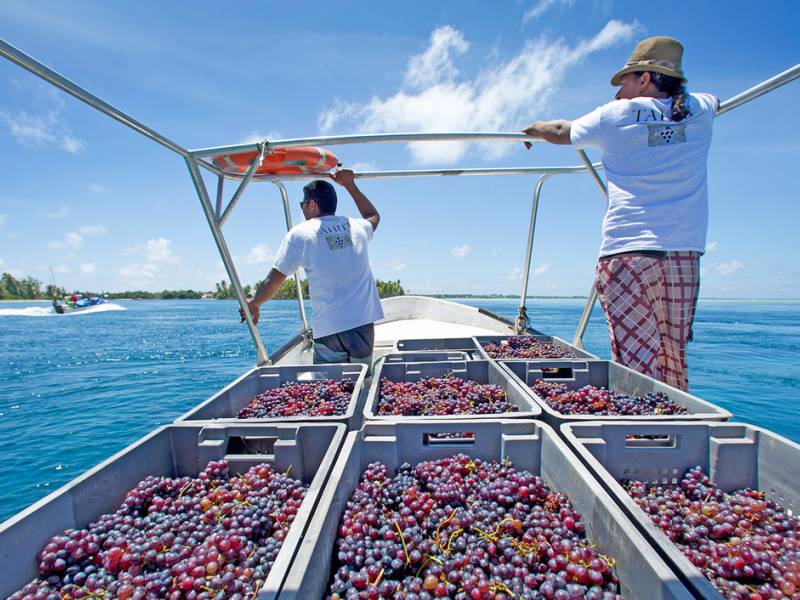 vinograd u tropima dao je 50 berbi za 20 godina 