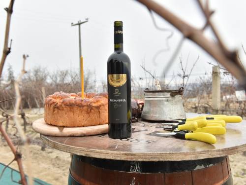 u tikvešovom vinogradu lepovo orezani prvi čokoti