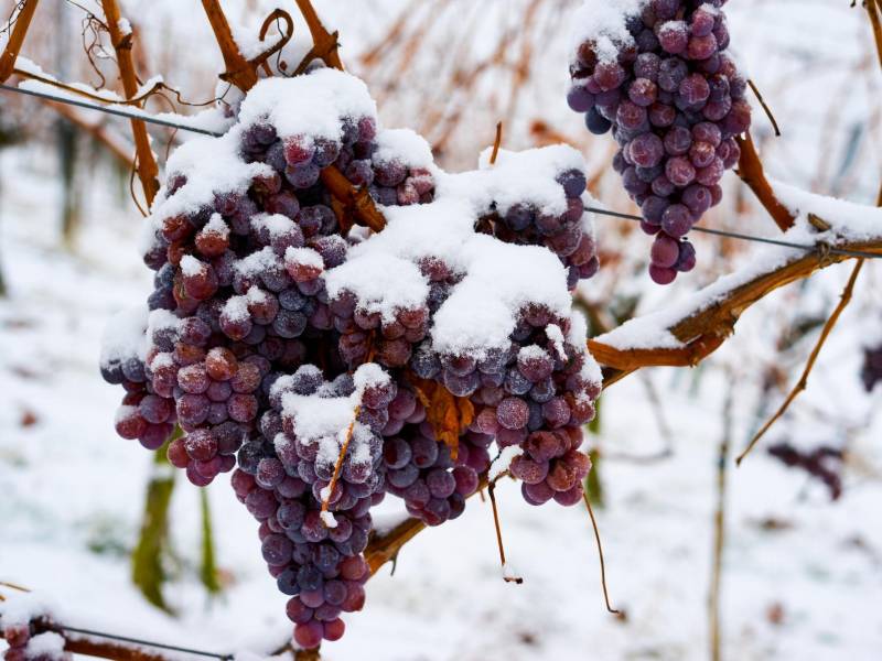 prvi put u istoriji bez ledene berbe u nemačkoj 