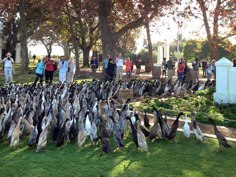 u ovom vinogradu umesto pesticida koriste patke