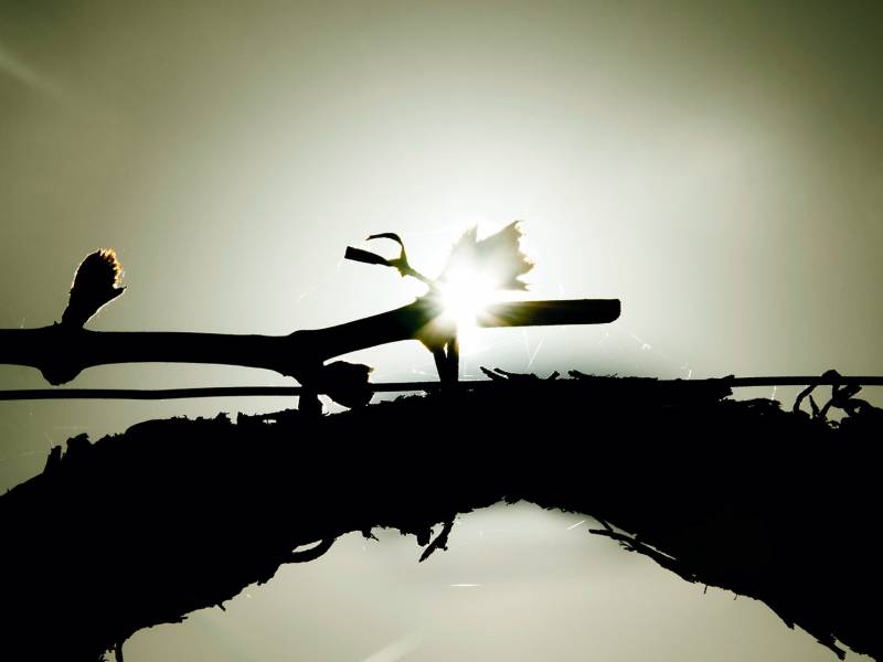 parola francuskih vinara loza se nastavlja 