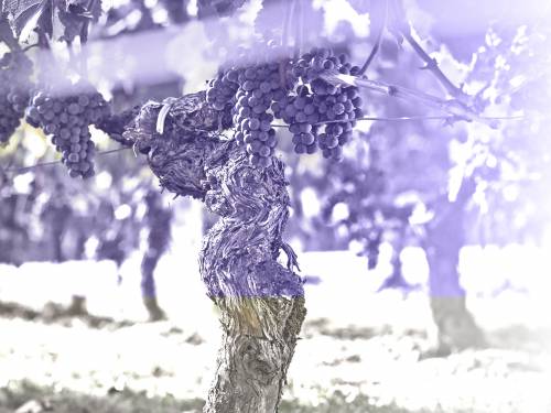 sitna šmirgla za velika vina