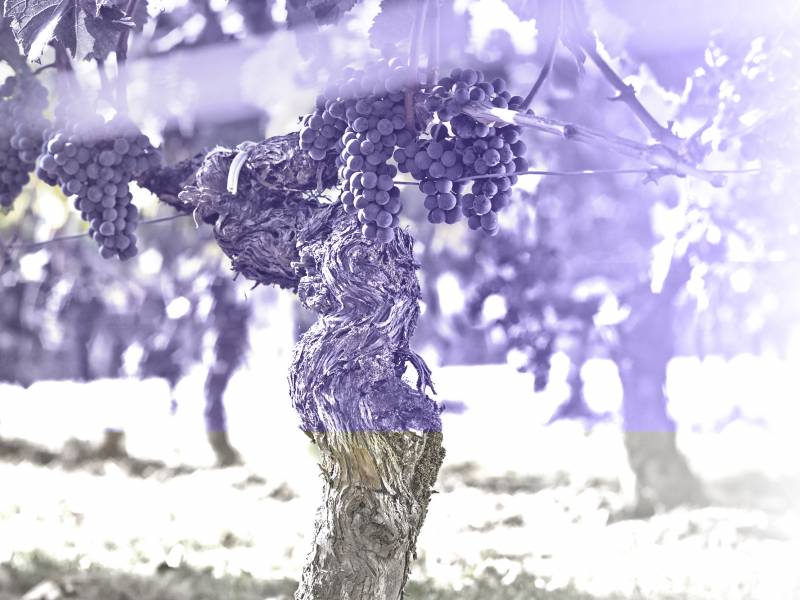 sitna šmirgla za velika vina