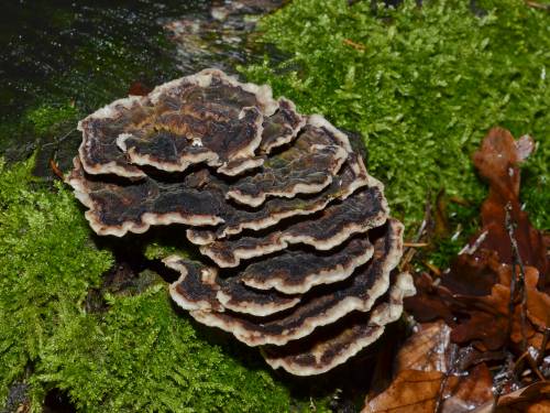 rakija i pivo sa gljivama potencijalni hit u srbiji 