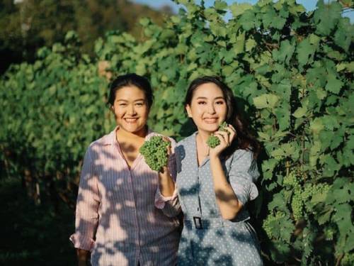 vinarke iz tajlanda bore se protiv klime i slonova 