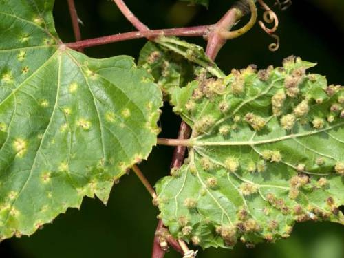 nazire se pobeda u dugom ratu protiv filoksere