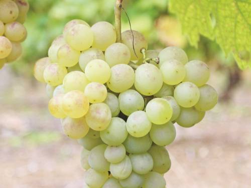 šansa za smederevku