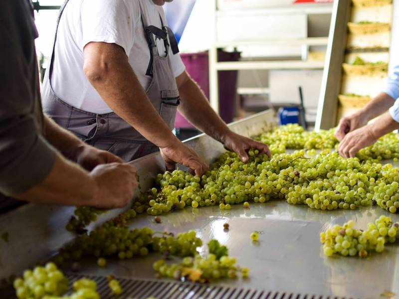 usvojena strategija za razvoj srpskog vinarstva 