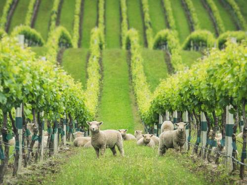 novi problem za šampanju krađa vinogradskih ovaca 