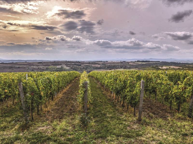 šta je nama prokupac