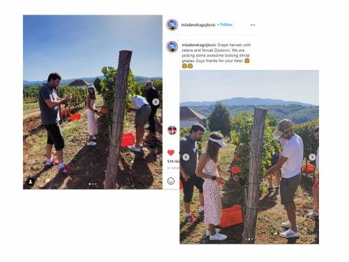 šta to novak radi u vinogradu 