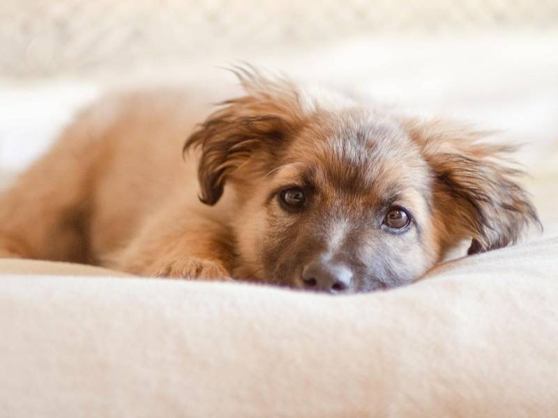 viceroy kopaonik je i zvanično pet friendly