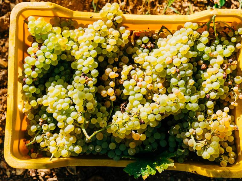 počela je najranija berba u istoriji bordoa