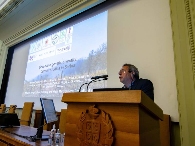 u srbiji otkriveno 11 nepoznatih sorti vinove loze 