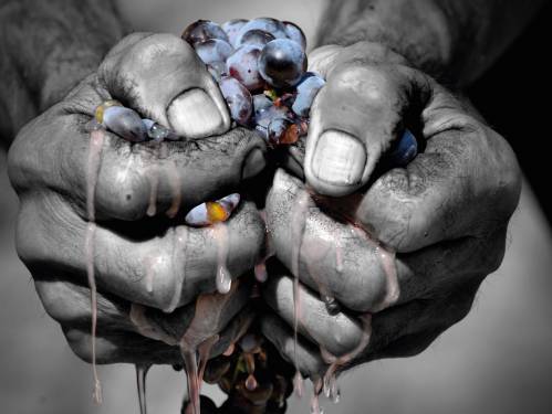 festival u slavu prokupca