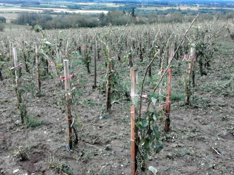 grad naneo ogromnu štetu šumadijskim vinogradima