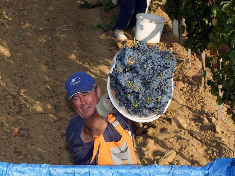 počela je berba grožđa u srpskim vinogradima