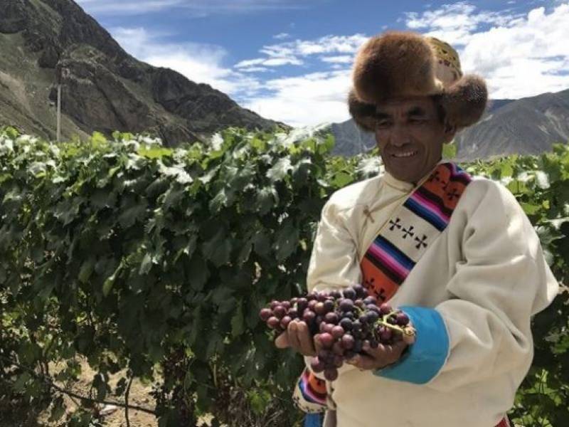 tibetanski vinograd ušao u ginisovu knjigu rekorda