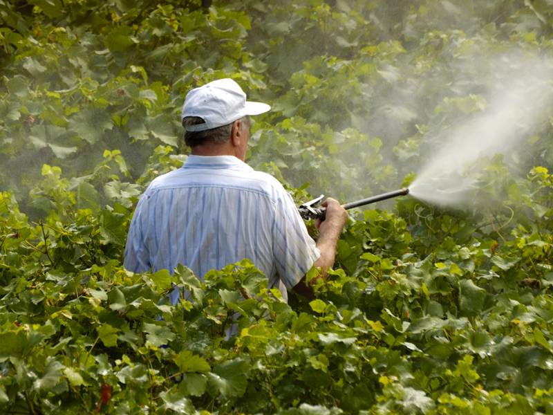pesticidi i prekomeran uzgoj naličje uspeha proseko vina