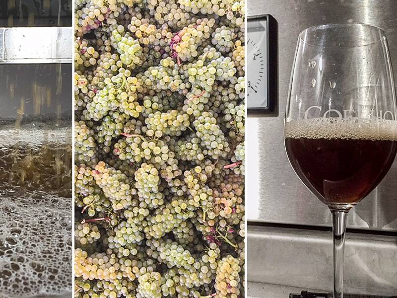 crni šardone novi život drevne vinarske tehnike