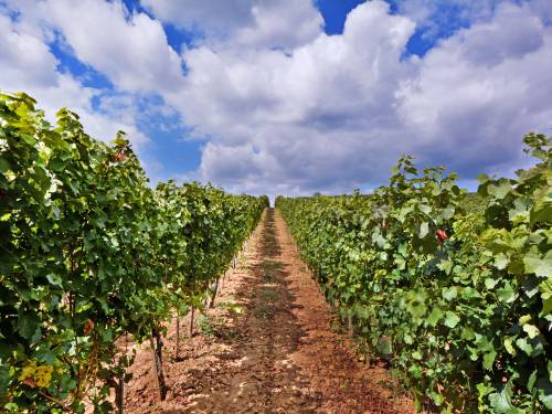 sremska vina dobila su sopstvenu apelaciju 