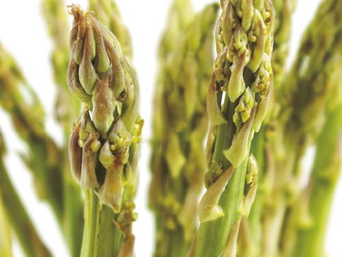 istarska gozba špargle