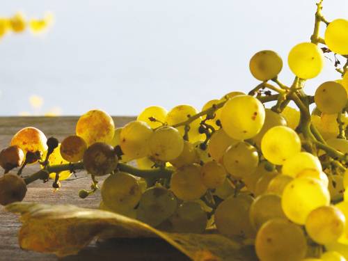 paralelna vinska stvarnost