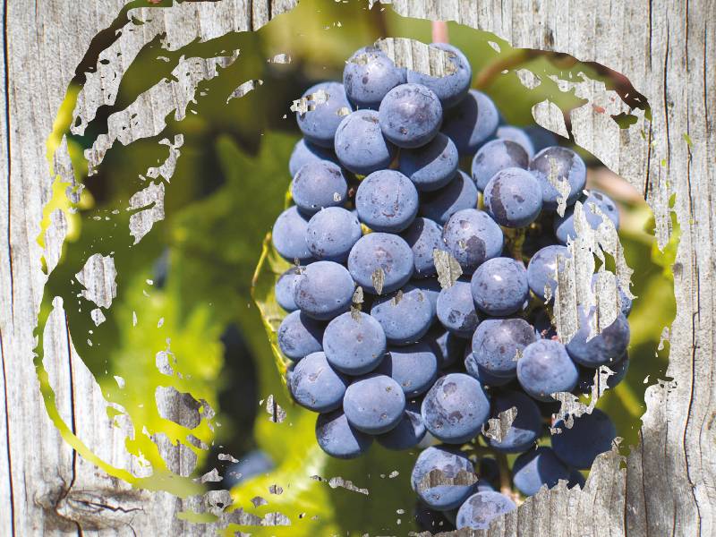 paralelna vinska stvarnost