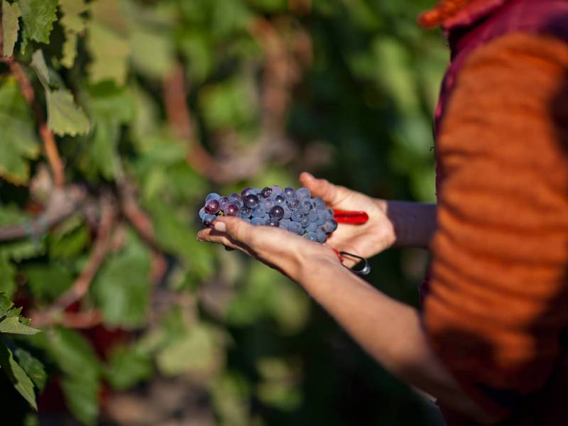 kadarka drevna sorta za budućnost