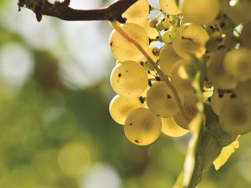 povratak velike sorte